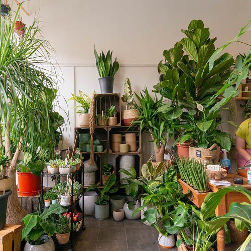 Fancy Plants Horfield